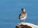 Chevalier guignette Actitis hypoleucos (Linnaeus, 1758)