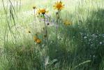 Arnica des montagnes, Herbe aux prêcheurs Arnica montana L., 1753