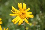 Arnica des montagnes, Herbe aux prêcheurs Arnica montana L., 1753