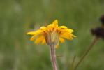 Arnica des montagnes, Herbe aux prêcheurs Arnica montana L., 1753