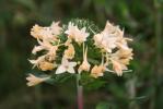 Collomia à grandes fleurs Collomia grandiflora Douglas ex Lindl., 1828