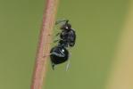  Eurytomidae Walker, 1832