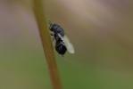  Eurytomidae Walker, 1832