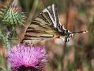 Flambé (Le) Iphiclides podalirius (Linnaeus, 1758)