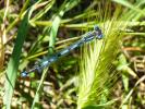 Agrion de Vander Linden, Naïade de Vander Linden Erythromma lindenii (Selys, 1840)