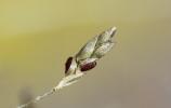 Éragrostide verdissante Eragrostis virescens J.Presl, 1830