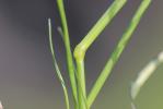 Éragrostide verdissante Eragrostis virescens J.Presl, 1830