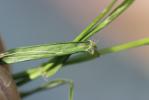 Éragrostide verdissante Eragrostis virescens J.Presl, 1830