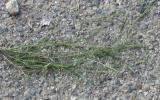 Éragrostide verdissante Eragrostis virescens J.Presl, 1830