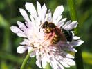  Halictus scabiosae (Rossi, 1790)
