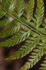 Polystic à aiguillons, Polystic à frondes munies d Polystichum aculeatum (L.) Roth, 1799
