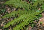 Polystic à aiguillons, Polystic à frondes munies d Polystichum aculeatum (L.) Roth, 1799