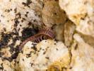  Polydesmus angustus Latzel, 1884