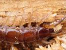  Lithobius forficatus (Linnaeus, 1758)