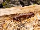  Lithobius forficatus (Linnaeus, 1758)
