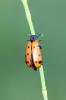  Hycleus duodecimpunctatus (Olivier, 1811)