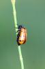 Hycleus duodecimpunctatus (Olivier, 1811)