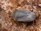 Punaise verte ponctuée Nezara viridula (Linnaeus, 1758)