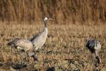 Grue cendrée Grus grus (Linnaeus, 1758)