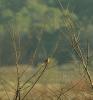 Bruant fou Emberiza cia Linnaeus, 1766