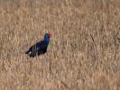 Poule sultane, Talève sultane, Porphyrion bleu Porphyrio porphyrio (Linnaeus, 1758)