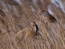 Bruant des roseaux Emberiza schoeniclus (Linnaeus, 1758)