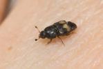  Carpophilus hemipterus (Linnaeus, 1758)