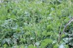 Chou de Tournefort Brassica tournefortii Gouan, 1773