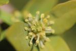 Buis commun, Buis sempervirent Buxus sempervirens L., 1753