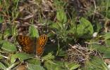 Mégère (La), Satyre (Le) Lasiommata megera (Linnaeus, 1767)