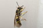  Ancistrocerus Wesmael, 1836