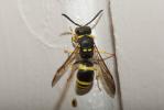  Ancistrocerus Wesmael, 1836