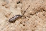  Tomocerus minor (Lubbock, 1862)