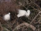 Aigrette garzette Egretta garzetta (Linnaeus, 1766)
