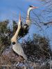 Héron cendré Ardea cinerea Linnaeus, 1758