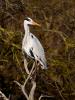 Héron cendré Ardea cinerea Linnaeus, 1758