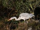 Héron cendré Ardea cinerea Linnaeus, 1758