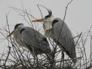 Héron cendré Ardea cinerea Linnaeus, 1758