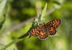 Mélitée du Mélampyre (La), Damier Athalie (Le) Melitaea athalia (Rottemburg, 1775)