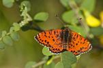 Mélitée orangée (La), Damier orangé (Le), Diane (L Melitaea didyma (Esper, 1778)