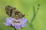 Mélitée du Mélampyre (La), Damier Athalie (Le) Melitaea athalia (Rottemburg, 1775)