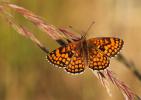 Mélitée du Mélampyre (La), Damier Athalie (Le) Melitaea athalia (Rottemburg, 1775)