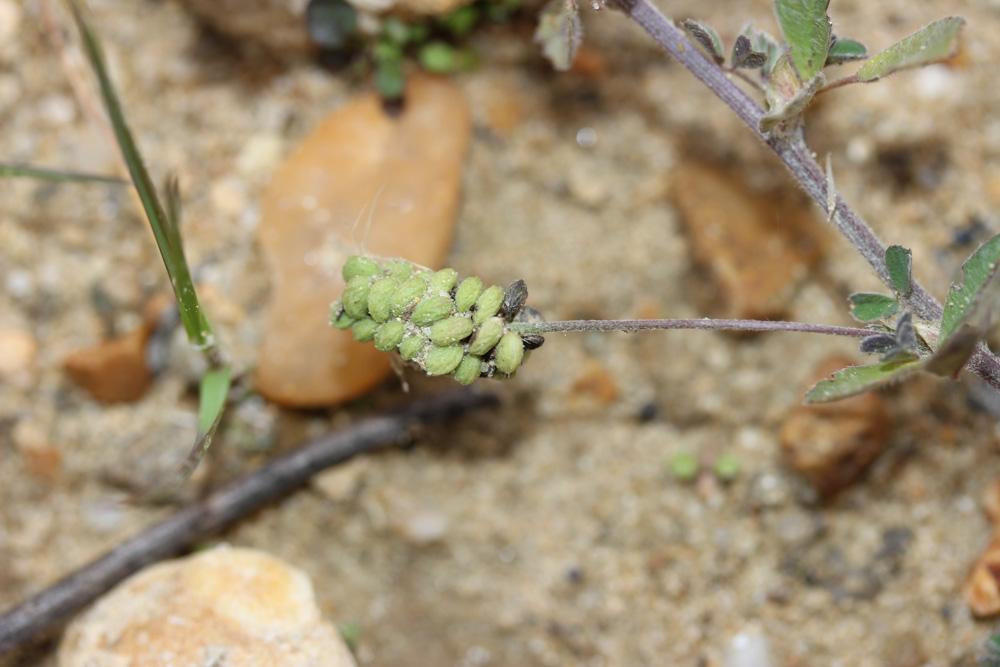 Luzerne lupuline, Minette Medicago lupulina L., 1753
