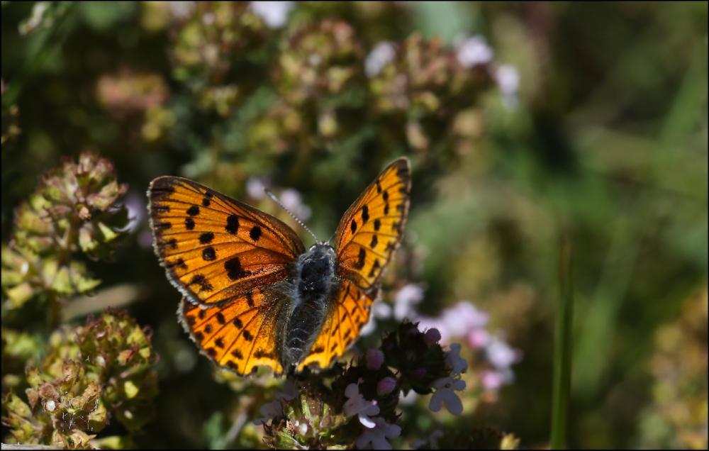 Cuivré flambloyant (Le) Lycaena alciphron gordius (Sulzer, 1776)