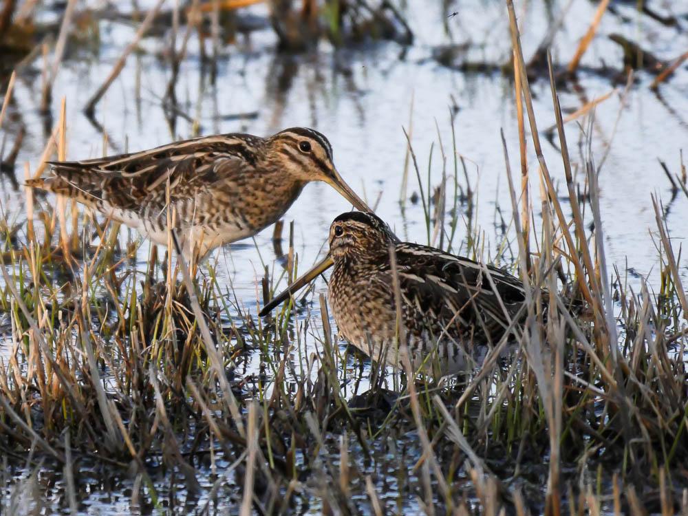 Bécassine des marais Gallinago gallinago (Linnaeus, 1758)