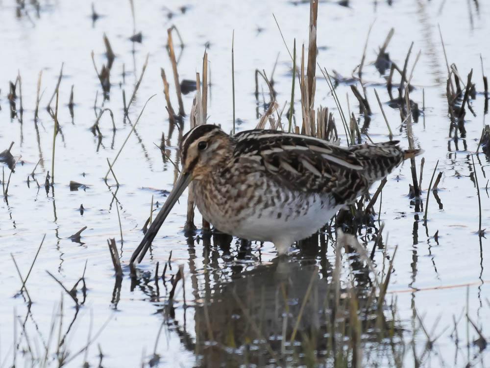 Bécassine des marais Gallinago gallinago (Linnaeus, 1758)