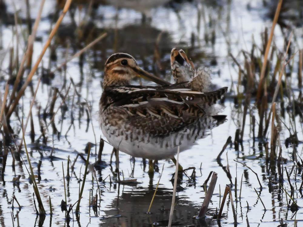 Bécassine des marais Gallinago gallinago (Linnaeus, 1758)