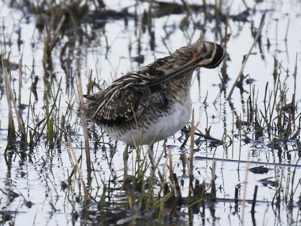 Bécassine des marais Gallinago gallinago (Linnaeus, 1758)