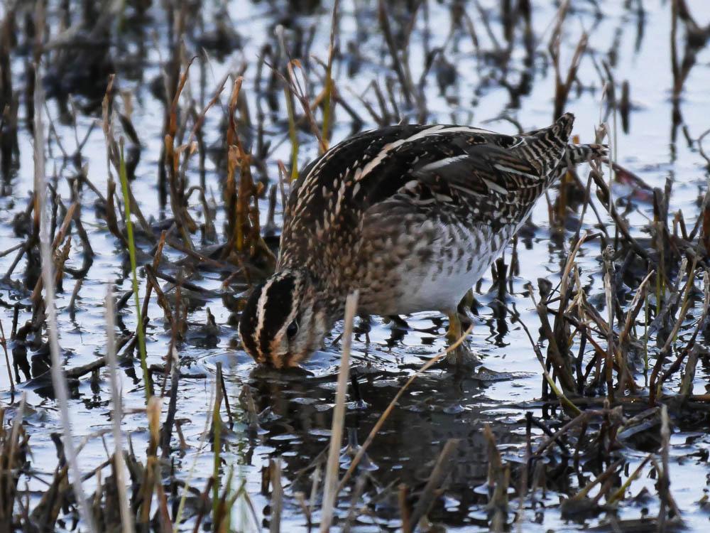 Bécassine des marais Gallinago gallinago (Linnaeus, 1758)