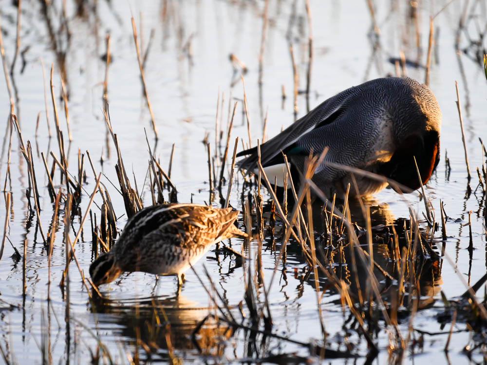 Bécassine des marais Gallinago gallinago (Linnaeus, 1758)
